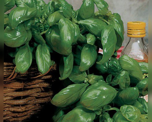 1.000 Sementes De Manjericão Gemini Italiano Aromático.
