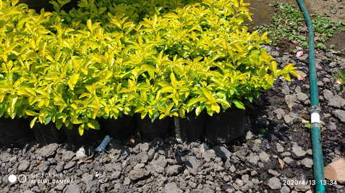 Duranta Cubana