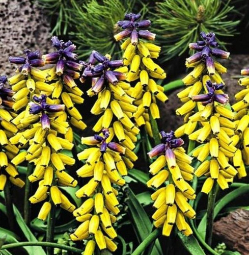 Flor Jacinto Fragrância De Ouro Muscari Sementes P/muda Vaso