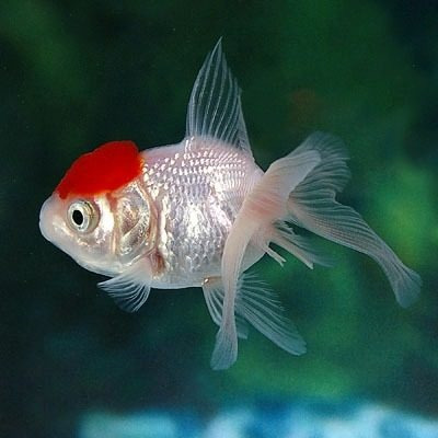 Peces Carassius Red Cap 5 A 7 Cm Totalmente Sanos Pethome