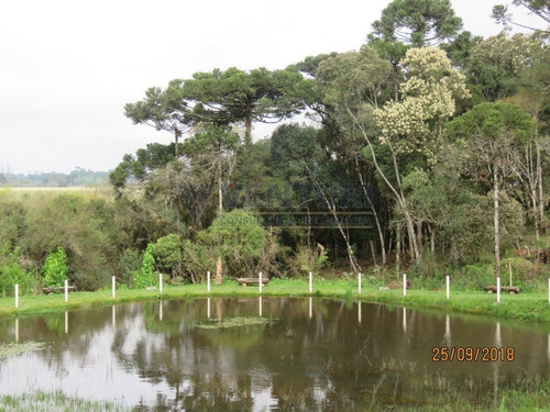 Imagem 12 de 15 de Chacara - Campina - Ref: 2046 - V-2046