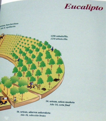 Repoblación Y Manejo Forestal Arbol Forestación 