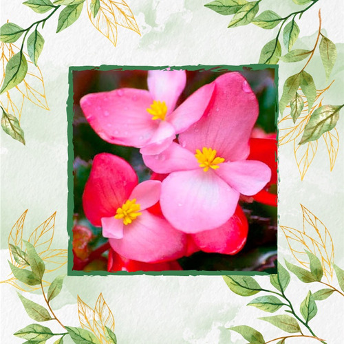 50 Semillas Flor Begonia + Obsequio Germinación