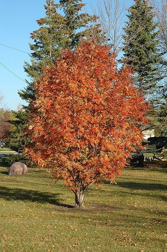 Serbal De Los Cazadores - Sorbus