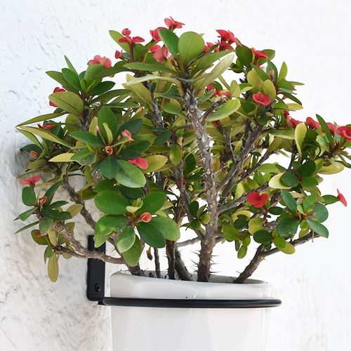 Soporte De Jardín, Gancho Para Cesta Colgante, 8 Pulgadas