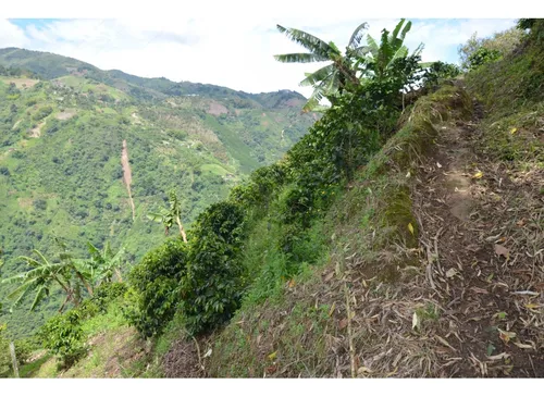 Venta Finca 77000 Mts2 Abejorral Vereda El Guaico