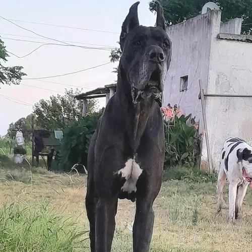 Cachorros Gran Danes Linea Europea Únicos!! Con Pedigree Kcu Negro