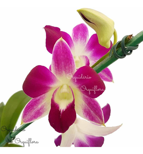 Orquídea Denphal Sonia Diamond Planta Adulta Natural | MercadoLivre