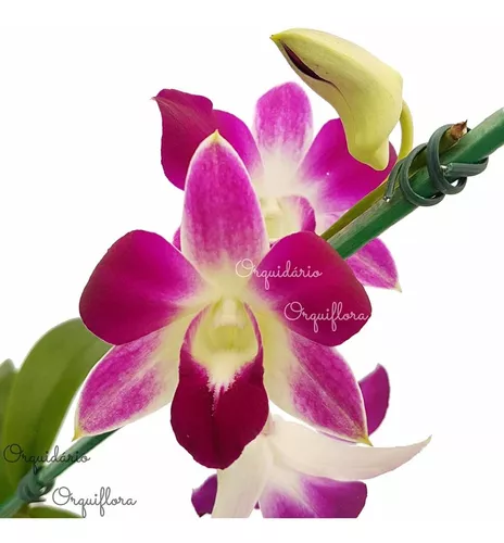 Orquídea Denphal Sonia Diamond Planta Adulta Natural