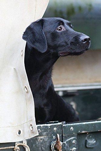 Black Labrador En Land Rover De Gran Tamaño Plegable Tarjeta