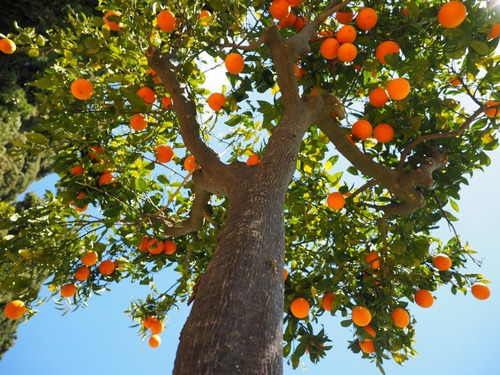 Imagem 4 de 7 de Fertilizante Forth Adubo Para Frutas - 25kg