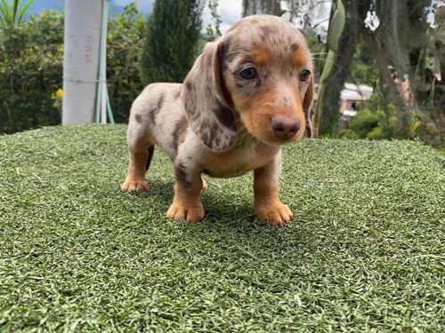 Imagen 4 de 5 de Cachorro Teckel O Salchicha Hembra Arlequin Color Exótico