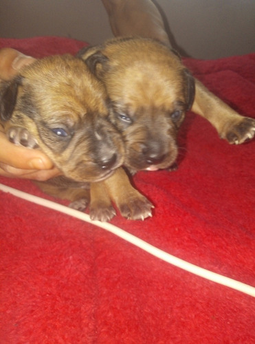 Imagen 4 de 5 de Vendo Cachorros Boxer