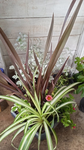 Imagen 1 de 7 de Plantas Decoración, Exterior E Interior!