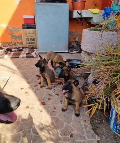 Imagen 2 de 4 de Cachorros Pastor Belga Malinois 400 Por Cada Perrito