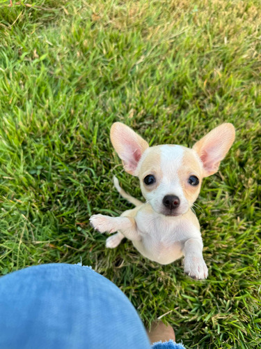 Chihuahua Cabeza De Manzana