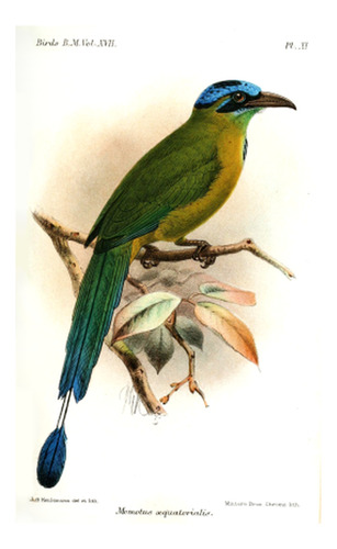 Pájaro Péndulo - Aves - Keulemans - Lámina 45x30 Cm.