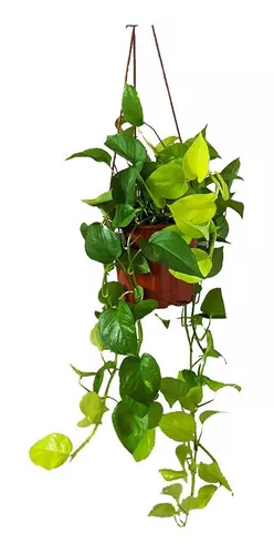 Planta de Potus Colgante Artificial 120cm - Tienda Jardinería ALLGrass