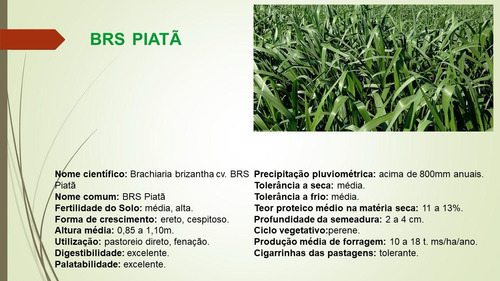 Sementes Premium Campo Grande Brs- Piatã - Incrustada