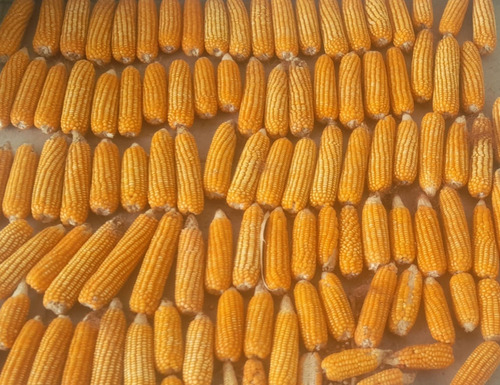 Semilla Maiz Hibrido Amarillo Valles Altos Msg 3a Temporal