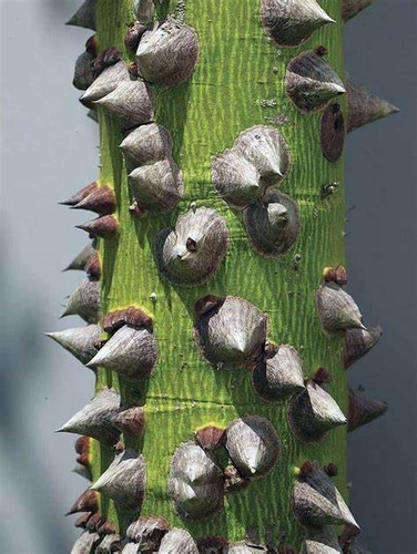Ceiba Unico (prehispanico)