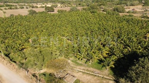 Venta De 5 Has. Sembradas Con Palma De De Coco En Coquimatlán, Colima.