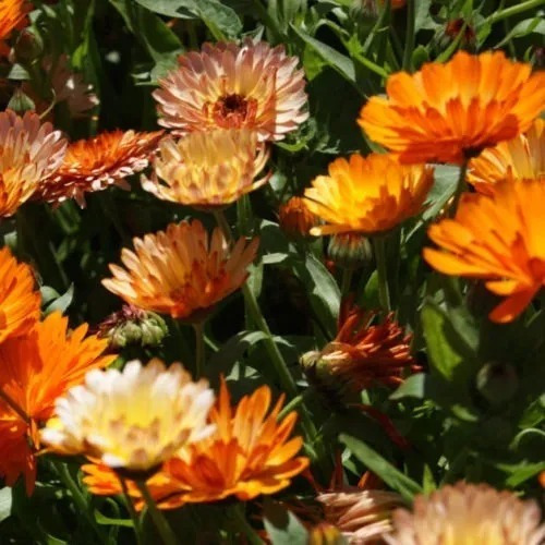 Sementes Da Flor Calêndula Pôr Do Sol Sortida - Frete Grátis
