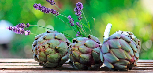 Sementes De Alcachofra Roxa Romana