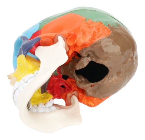 Cráneo Humano - Modelo Anatómico Color 