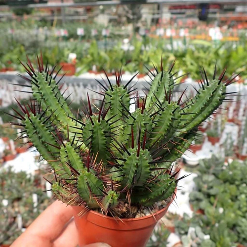 Semillas - Euphorbia Enopla