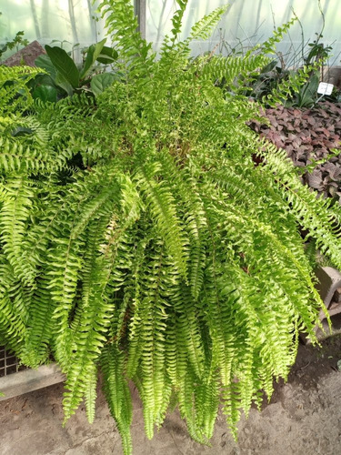 Imagen 1 de 4 de Helecho, Nephrolepis Exaltata