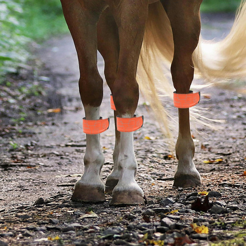 Tobilleras Led Para Caballos Ajustables En Altura, 4 Unidade