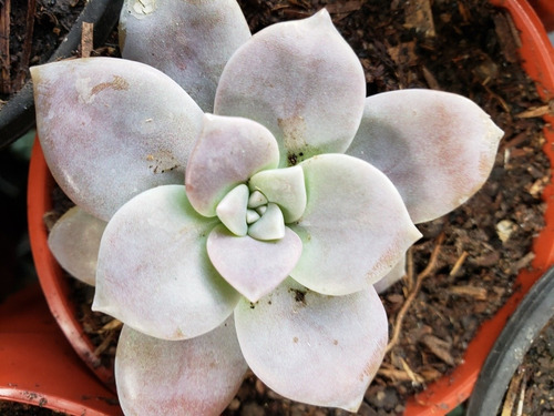Suculentas Y Crasas Gran Variedad