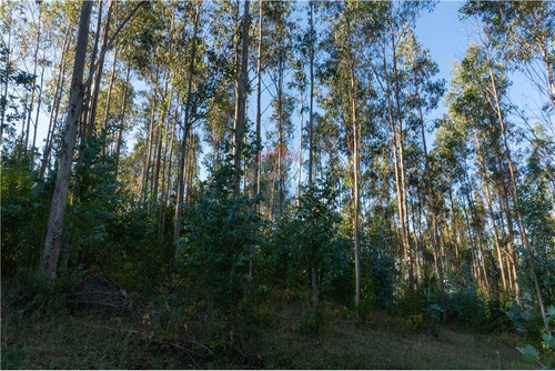 Predio Forestal En Venta 52 Ha. - Mantahue Gorbea