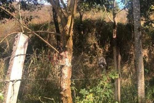 Imagen 5 de 7 de Se Vende Rancho En Villaflores, Chiapas Rancho En Melchor Ocampo, Villaflores