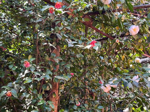 Los Ángeles. Jardín Botánico Agroecológico, Rio, Bosque