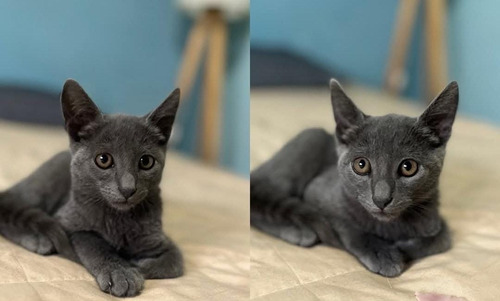Gatitos Azul Ruso Machito+ Kit Sanitario De Regalo.