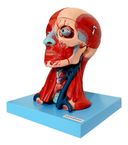 Cabeça Com Músculos E Cérebro Em 10 Partes Anatomia Fisiolog