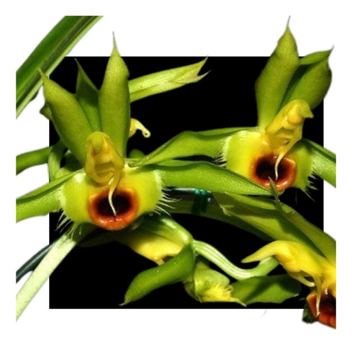 Orquidea Catasetum Osculatum