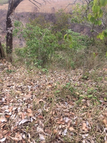 Imagem 13 de 18 de Ótimo Sítio 14 Hec, Não Tem Benfeitoria, Estrada De Aldeia Km 33 Em Paudalho Aceito Carro - St00007