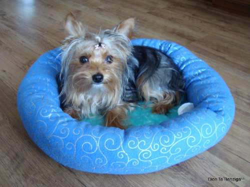 Cama Mascota Poodle,yorkshire Terrier