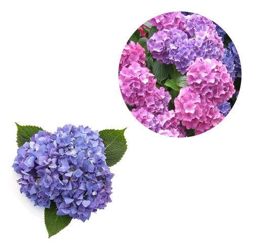 Hortênsia Hortência 1 Muda Ótima Qualidade Paisagismo