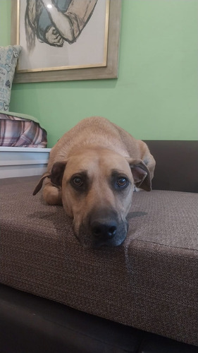 Coraje. Macho 2 Años 1/2. En Adopción. Leer Descripción Macho Marrón Claro
