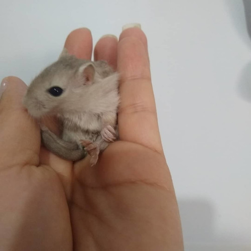 Esquilo Padrão Burmês