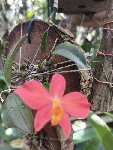 Orquidea Sophronitis Riograndense Adulta Em Vaso