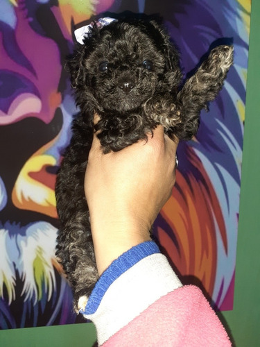 Imagen 4 de 9 de Caniche Toy Negras