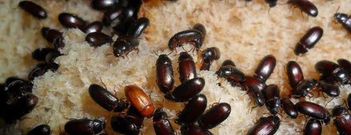 Gorgojos Chinos Coleoterapia Tenebrios