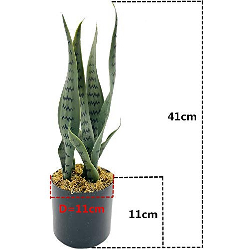 Planta Artificial Sansevieria De 16 Pulgadas, Pequeño ...