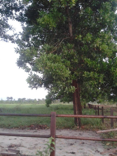 Imagen 6 de 10 de Se Vende Finca Vial Alsur Cerca Del Veladero Ve02-1313vs-myafar