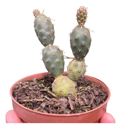 Cacto Tephrocactus Articulatus Pote 11 Planta De Sol